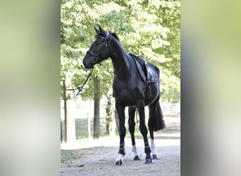 Oldenburger Springpferd, Wallach, 3 Jahre, 174 cm, Schwarzbrauner