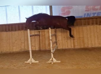 Oldenburger Springpferd, Wallach, 3 Jahre, 175 cm, Brauner