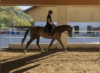 Oldenburger Springpferd, Wallach, 3 Jahre, 175 cm, Schimmel