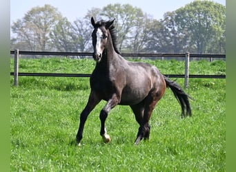 Oldenburger Springpferd, Wallach, 3 Jahre, 175 cm, Schimmel