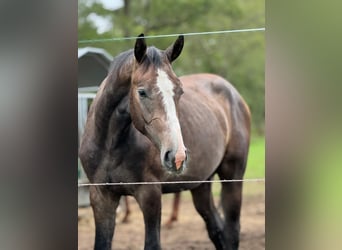 Oldenburger Springpferd, Wallach, 3 Jahre, 175 cm, Schimmel