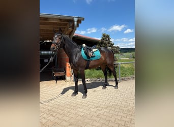 Oldenburger Springpferd, Wallach, 3 Jahre, Dunkelbrauner