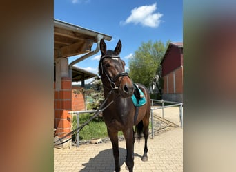 Oldenburger Springpferd, Wallach, 3 Jahre, Dunkelbrauner