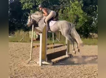 Oldenburger Springpferd, Wallach, 4 Jahre, 160 cm, Schimmel