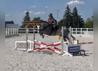 Oldenburger Springpferd, Wallach, 4 Jahre, 160 cm, Schimmel