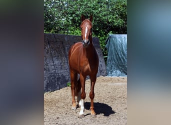 Oldenburger Springpferd, Wallach, 4 Jahre, 162 cm, Fuchs
