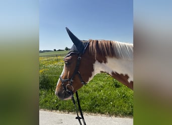 Oldenburger Springpferd, Wallach, 4 Jahre, 162 cm, Schecke