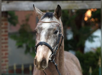 Oldenburger Springpferd, Wallach, 4 Jahre, 162 cm, Schimmel