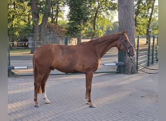 Oldenburger Springpferd, Wallach, 4 Jahre, 164 cm, Fuchs