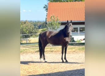 Oldenburger Springpferd, Wallach, 4 Jahre, 164 cm, Rappe