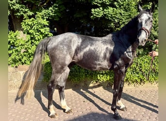 Oldenburger Springpferd, Wallach, 4 Jahre, 164 cm, Schimmel