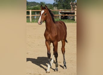Oldenburger Springpferd, Wallach, 4 Jahre, 165 cm, Brauner