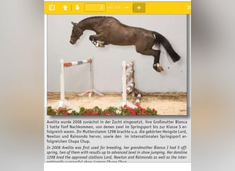 Oldenburger Springpferd, Wallach, 4 Jahre, 165 cm, Brauner