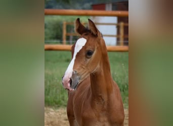 Oldenburger Springpferd, Wallach, 4 Jahre, 165 cm, Brauner