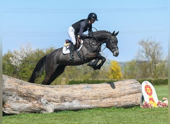 Oldenburger Springpferd, Wallach, 4 Jahre, 165 cm, Schimmel