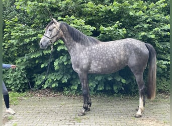 Oldenburger Springpferd, Wallach, 4 Jahre, 166 cm, Schimmel