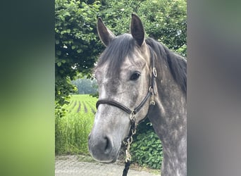 Oldenburger Springpferd, Wallach, 4 Jahre, 166 cm, Schimmel