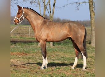Oldenburger Springpferd, Wallach, 4 Jahre, 167 cm, Brauner
