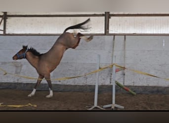 Oldenburger Springpferd, Wallach, 4 Jahre, 167 cm, Brauner