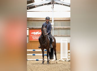 Oldenburger Springpferd, Wallach, 4 Jahre, 167 cm, Brauner