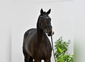 Oldenburger Springpferd, Wallach, 4 Jahre, 167 cm, Dunkelbrauner