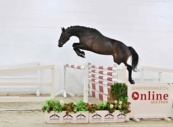 Oldenburger Springpferd, Wallach, 4 Jahre, 167 cm, Dunkelbrauner