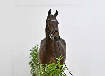 Oldenburger Springpferd, Wallach, 4 Jahre, 167 cm, Dunkelbrauner