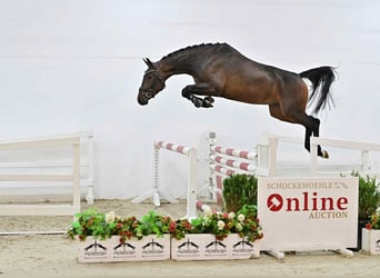 Oldenburger Springpferd, Wallach, 4 Jahre, 167 cm, Dunkelbrauner