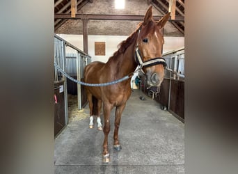 Oldenburger Springpferd, Wallach, 4 Jahre, 167 cm, Fuchs