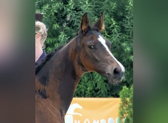 Oldenburger Springpferd, Wallach, 4 Jahre, 167 cm, Schwarzbrauner