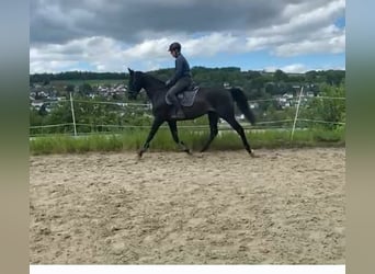 Oldenburger Springpferd, Wallach, 4 Jahre, 167 cm, Schwarzbrauner