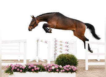 Oldenburger Springpferd, Wallach, 4 Jahre, 168 cm, Brauner