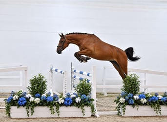 Oldenburger Springpferd, Wallach, 4 Jahre, 168 cm, Brauner