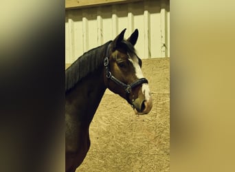 Oldenburger Springpferd, Wallach, 4 Jahre, 168 cm, Brauner Oldenburger Springpferd, Wallach, 4 Jahre, 168 cm, Brauner