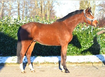Oldenburger Springpferd, Wallach, 4 Jahre, 168 cm, Brauner