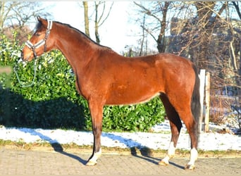Oldenburger Springpferd, Wallach, 4 Jahre, 168 cm, Brauner