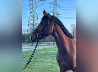 Oldenburger Springpferd, Wallach, 4 Jahre, 168 cm, Brauner