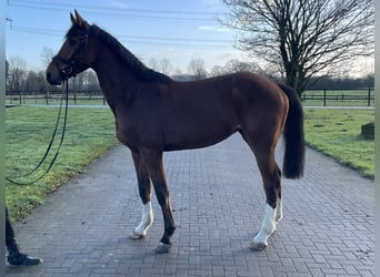 Oldenburger Springpferd, Wallach, 4 Jahre, 168 cm, Brauner