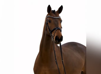 Oldenburger Springpferd, Wallach, 4 Jahre, 168 cm, Brauner