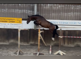 Oldenburger Springpferd, Wallach, 4 Jahre, 168 cm, Dunkelbrauner