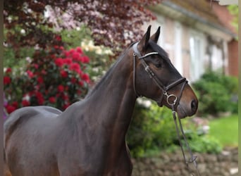 Oldenburger Springpferd, Wallach, 4 Jahre, 168 cm, Dunkelbrauner