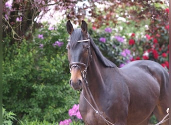 Oldenburger Springpferd, Wallach, 4 Jahre, 168 cm, Dunkelbrauner