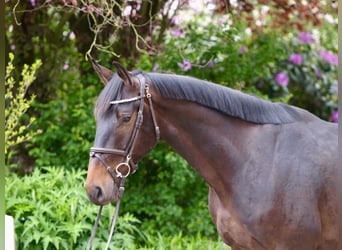 Oldenburger Springpferd, Wallach, 4 Jahre, 168 cm, Dunkelbrauner