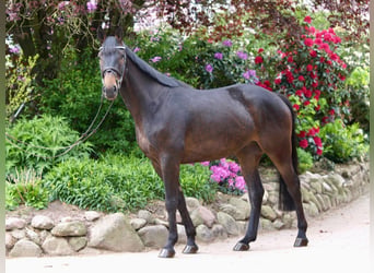 Oldenburger Springpferd, Wallach, 4 Jahre, 168 cm, Dunkelbrauner