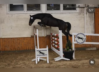 Oldenburger Springpferd, Wallach, 4 Jahre, 168 cm, Dunkelbrauner