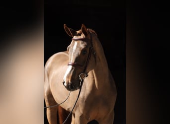 Oldenburger Springpferd, Wallach, 4 Jahre, 168 cm, Fuchs