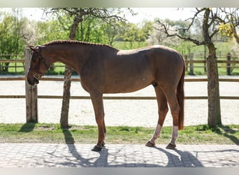 Oldenburger Springpferd, Wallach, 4 Jahre, 168 cm, Fuchs