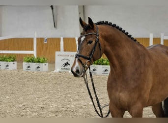 Oldenburger Springpferd, Wallach, 4 Jahre, 168 cm, Rotbrauner