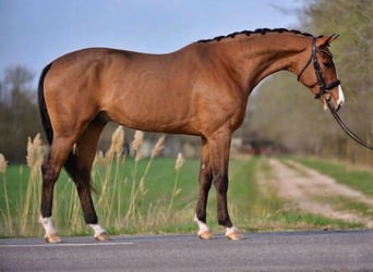 Oldenburger Springpferd, Wallach, 4 Jahre, 169 cm, Brauner