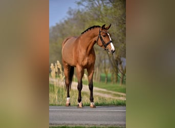 Oldenburger Springpferd, Wallach, 4 Jahre, 169 cm, Brauner